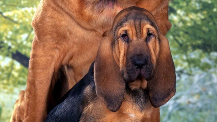 Ищейка бладхаунд (гончая)