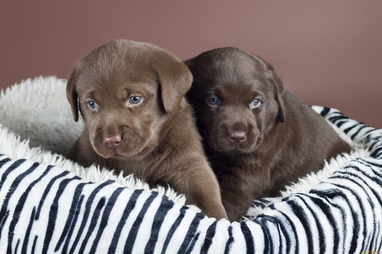 Дог собака фото