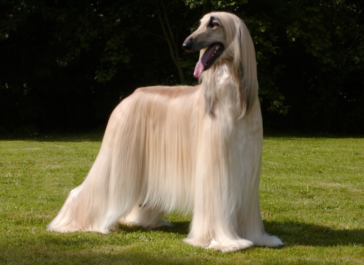 Собаки породы немецкий дог щенки