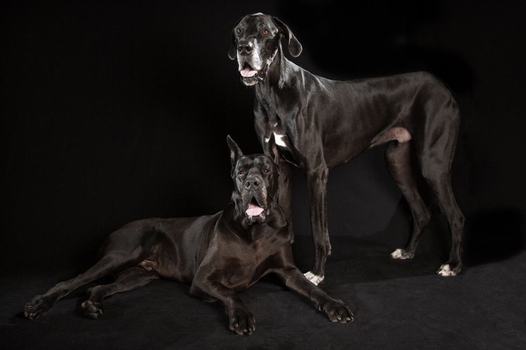 Королевский немецкий дог