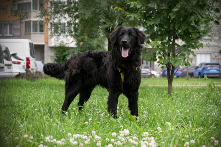 Бассет хаунд