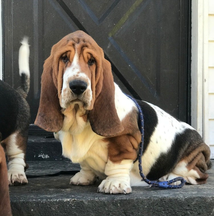 Бассет Хауэр порода собак