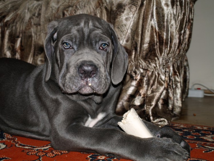 Кане Корсо с некупированными ушами