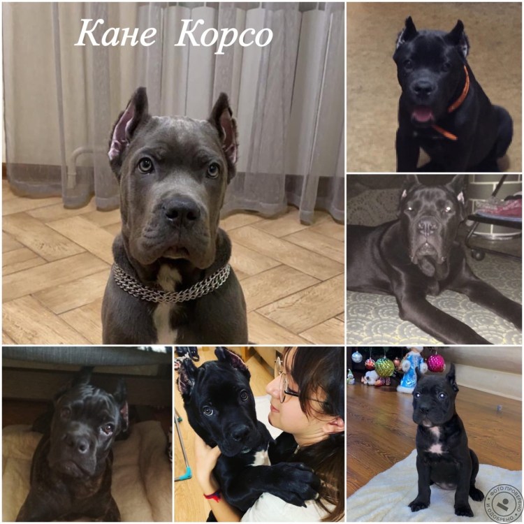 Кане Корсо некупированный
