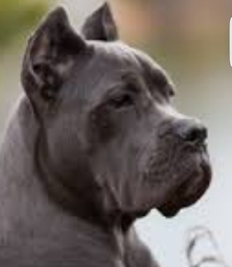 Купирование ушей Смоленск