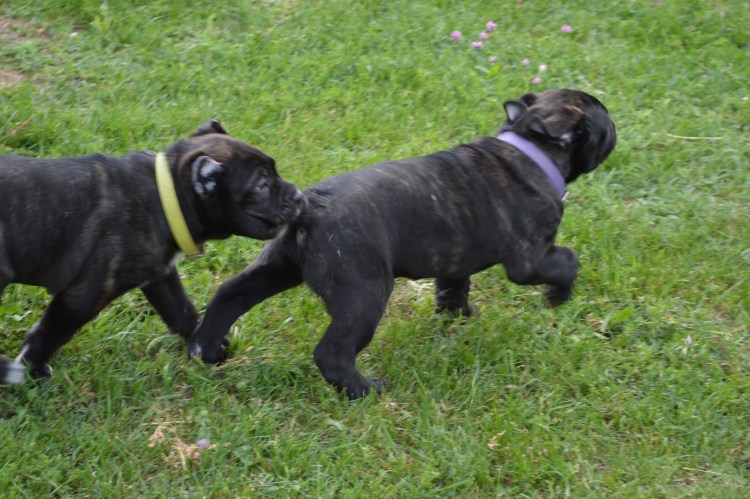 Кане Корсо черный с купированными ушами