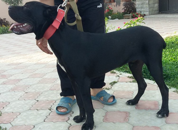 Купированный хвост Кане Корсо