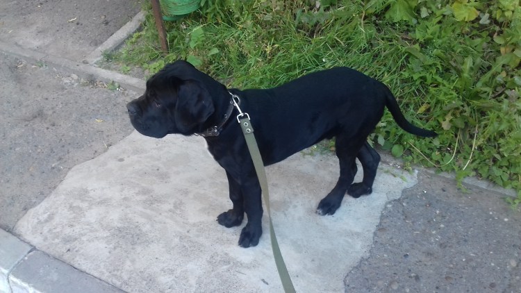 Кане Корсо купированные