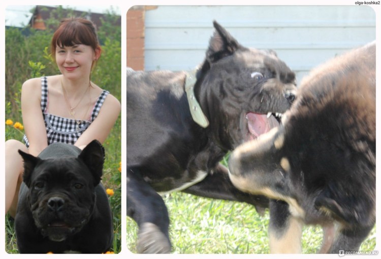 Выставочные уши Кане Корсо