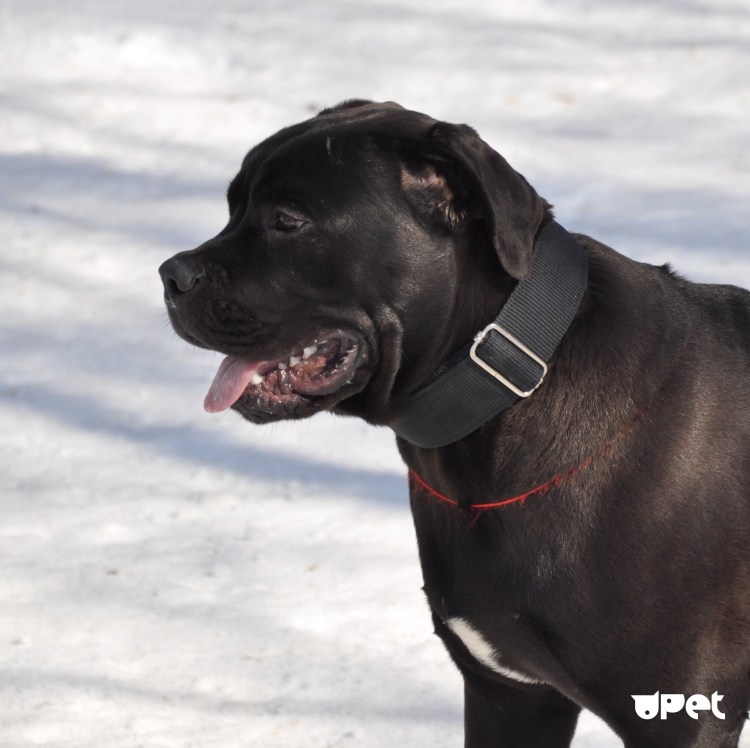 Кане Корсо черный некупированный