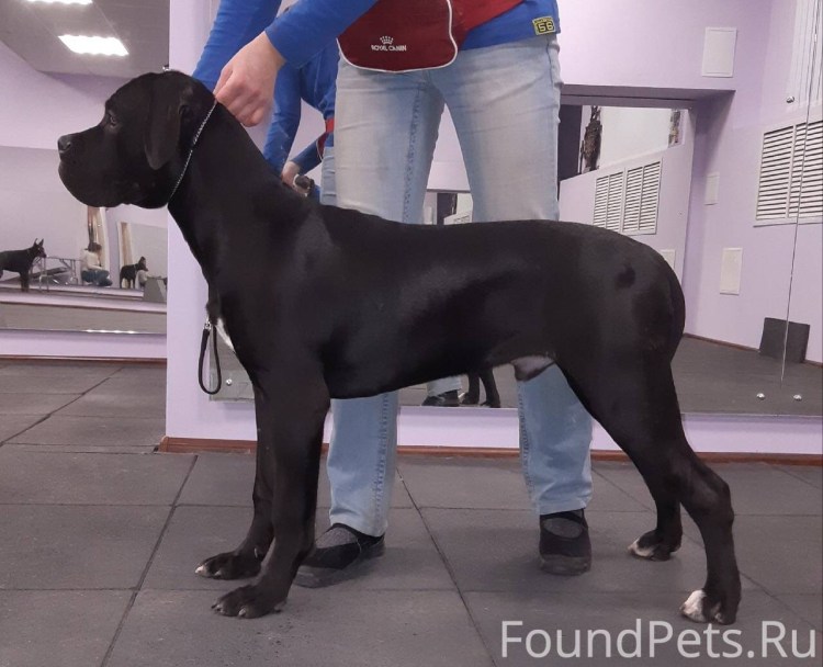 Кане Корсо некупированный