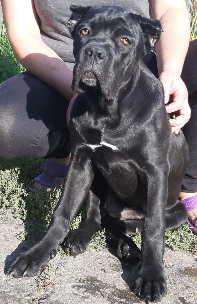 Кане Корсо купированные