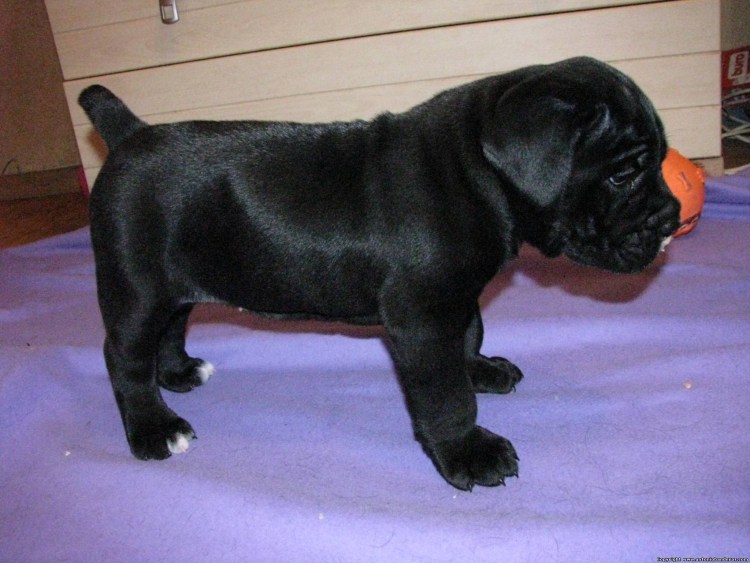 Кане Корсо с хвостом