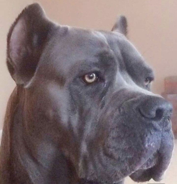 Кане Корсо стандарт