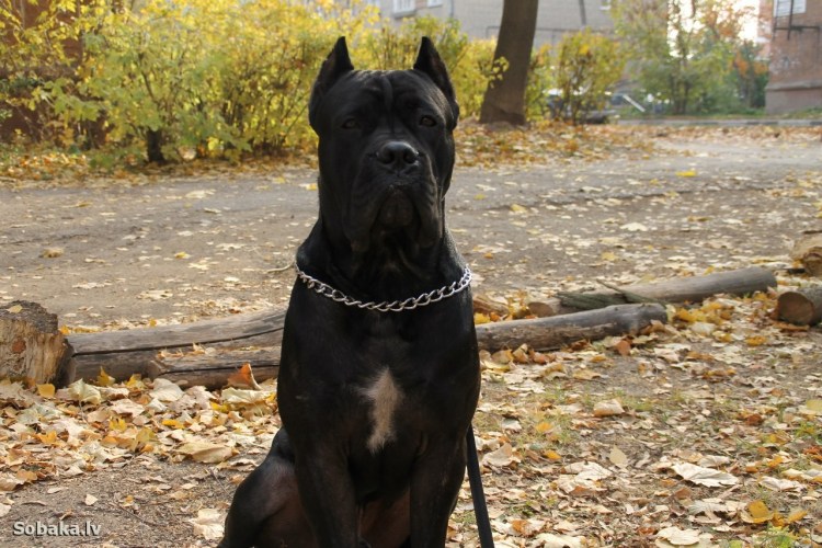 Кане Корсо некупированный