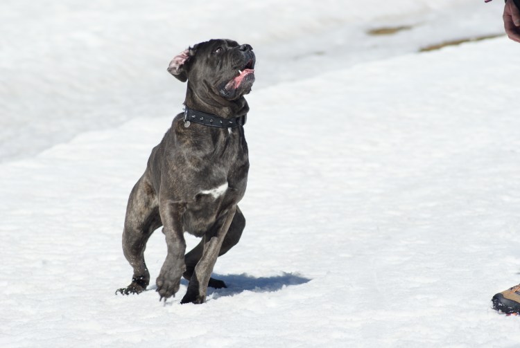 Кане Корсо 40 кг