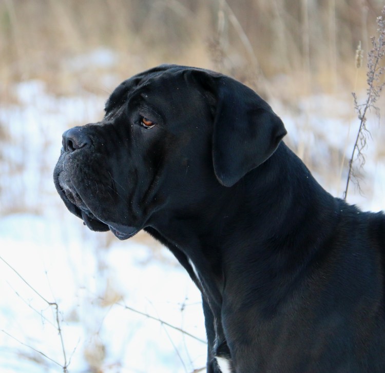 Каникор не купирование ушей