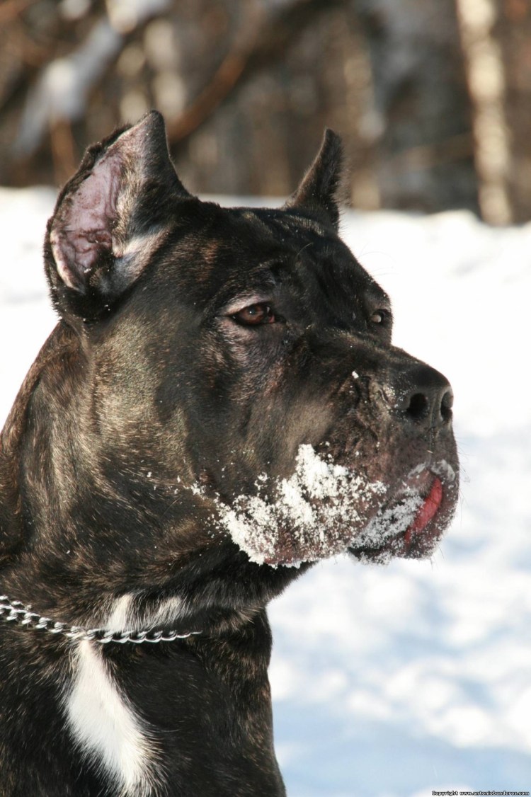 Кане Корсо серый не купированый