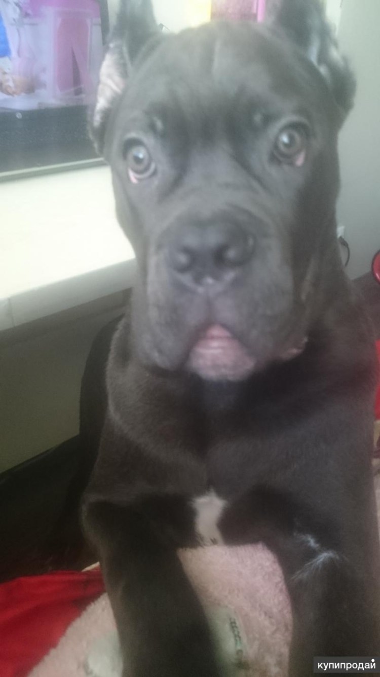 Купированный Стаффорд