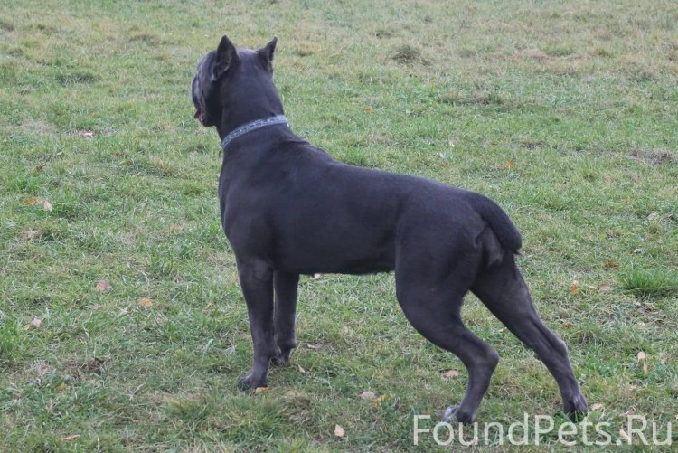 Залом хвоста Кане Корсо