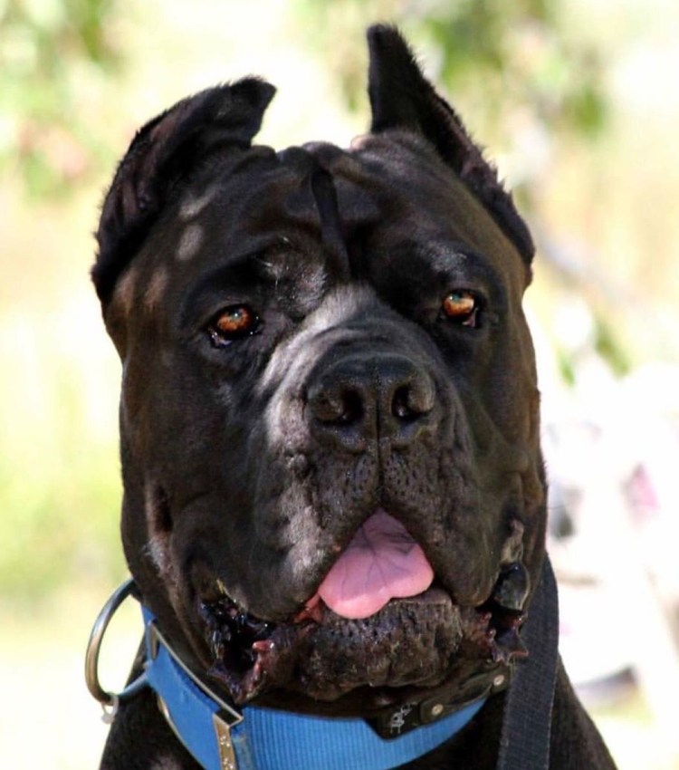 Инфаркт Кане Корсо