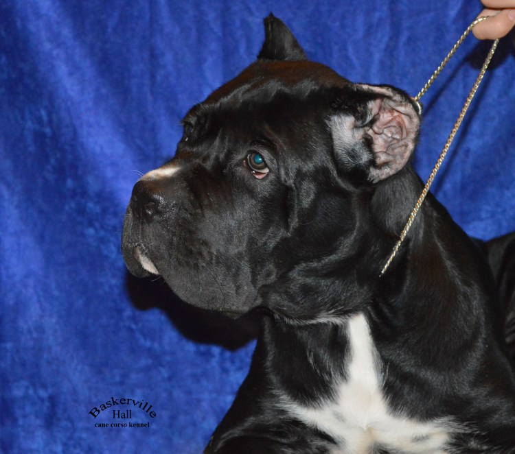 Купирование хвоста у Кане Корсо