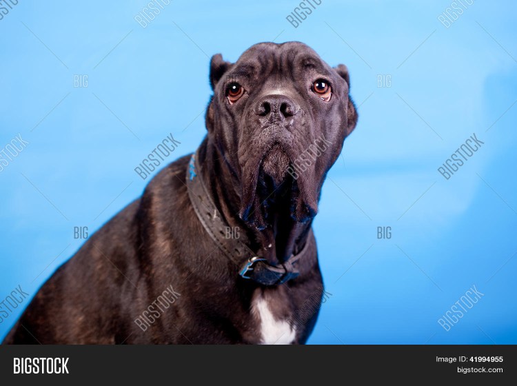 Кане Корсо с длинным хвостом