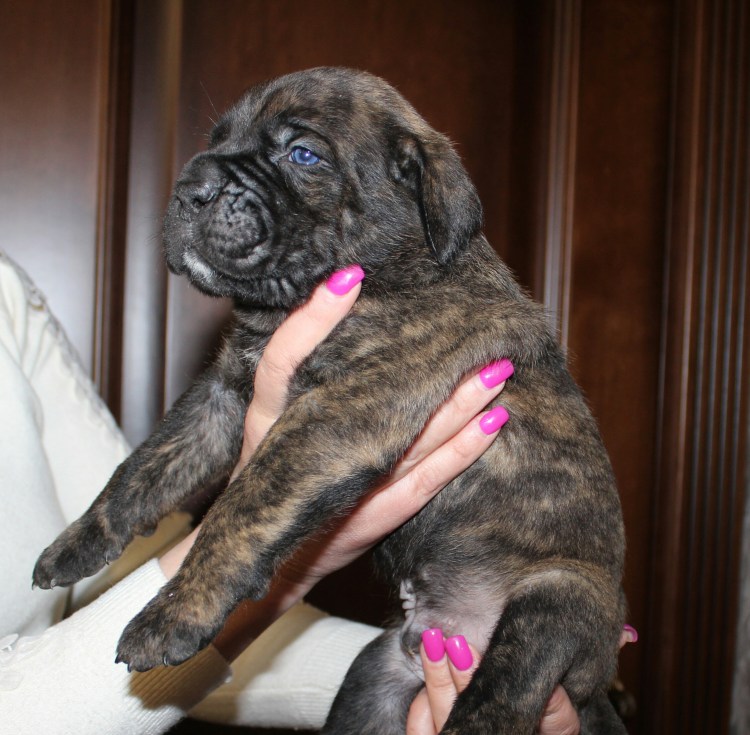 К4оне корсе не купированный