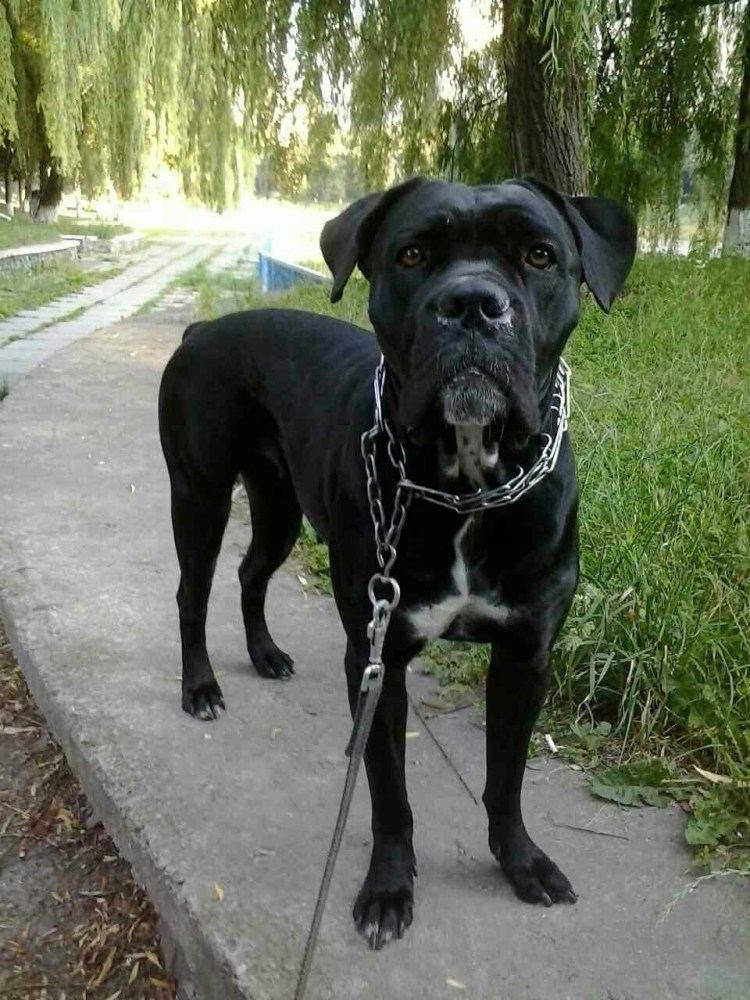 Челюсть Кане Корсо