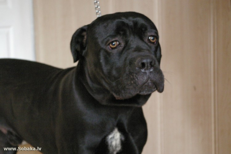 Формы ушей Кане Корсо