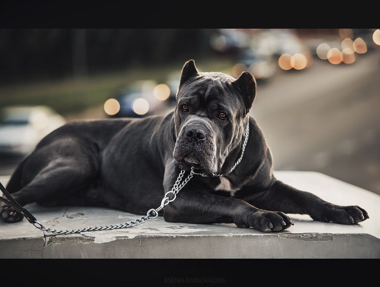 Кане Корсо собака с ушами