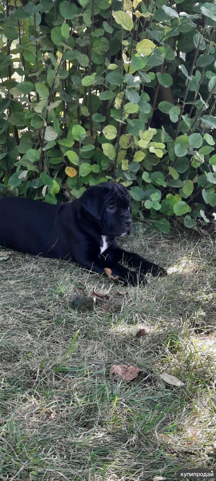 Кане Корсо некупированный