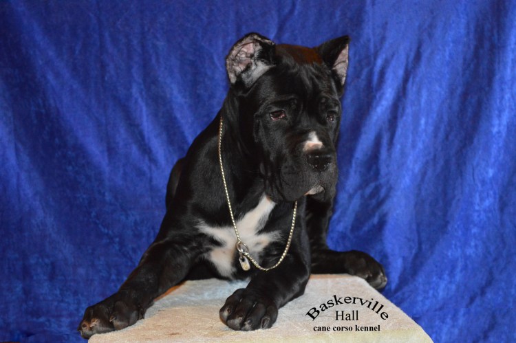 Кане Корсо и ньюф мастиф