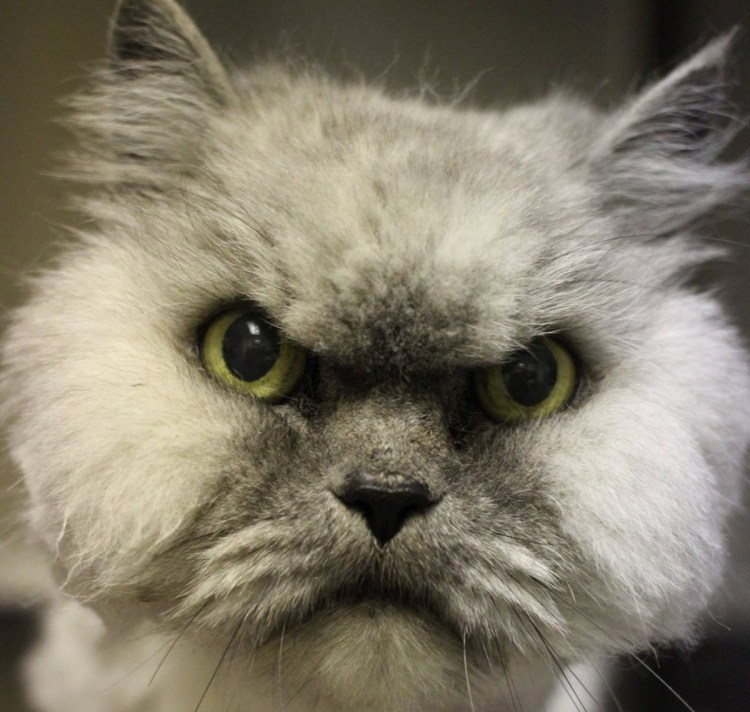 Адский кот 2017