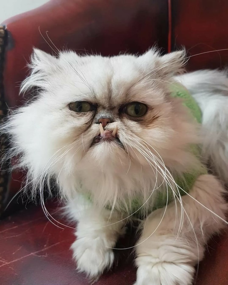 Персидская шиншилла кот Уилфред