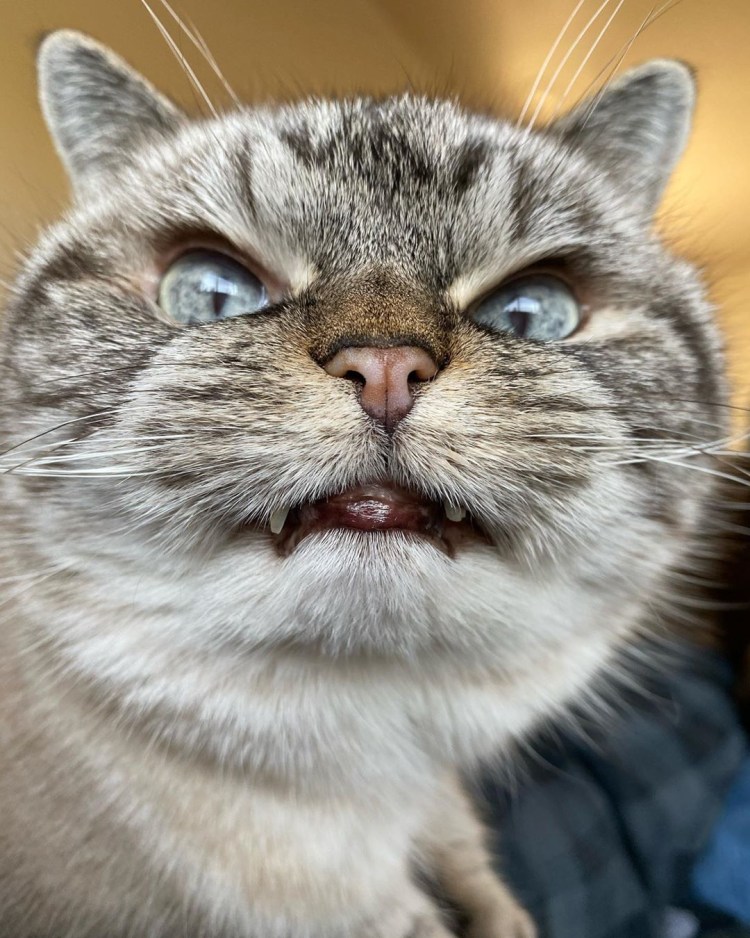 Недовольная морда