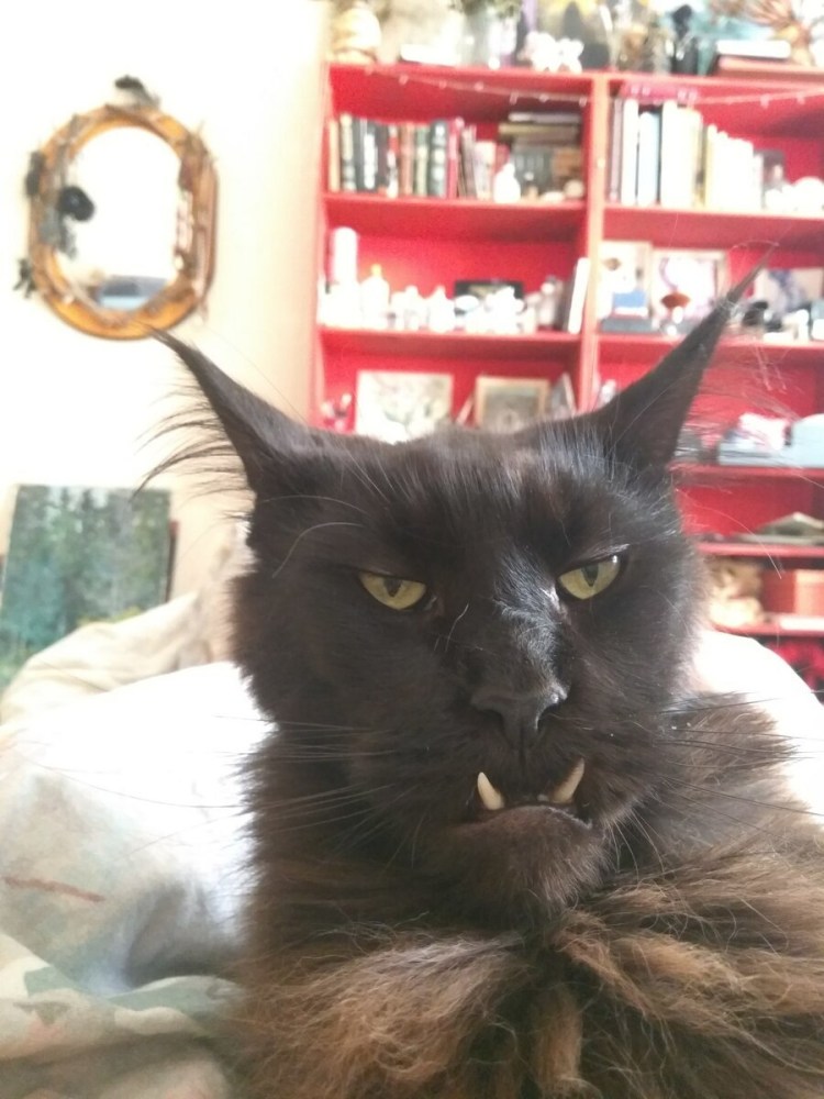 Кот с большими клыками