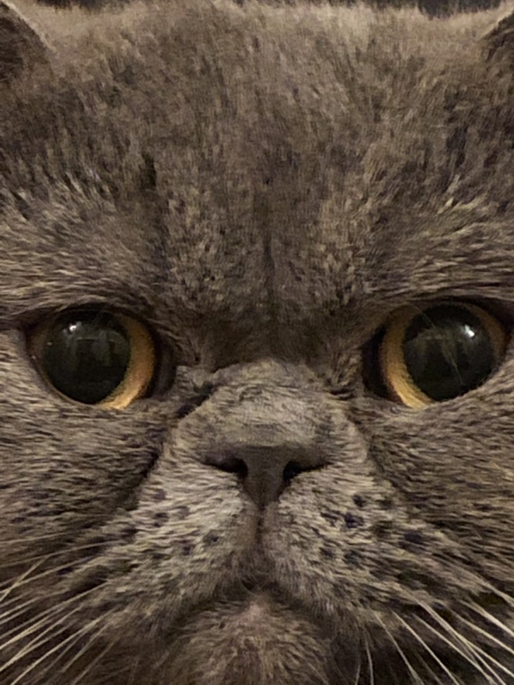 Кот Грампи Кэт