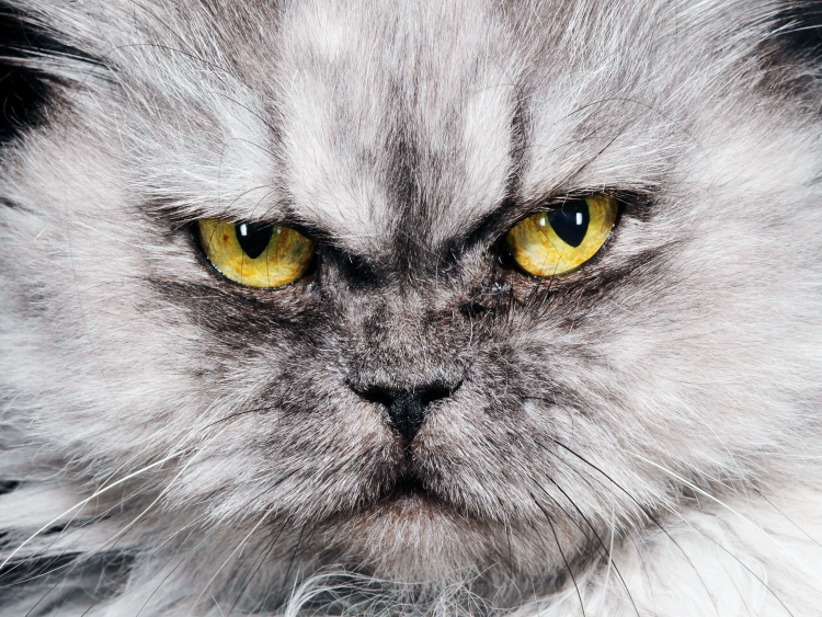 Недоверчивый кот