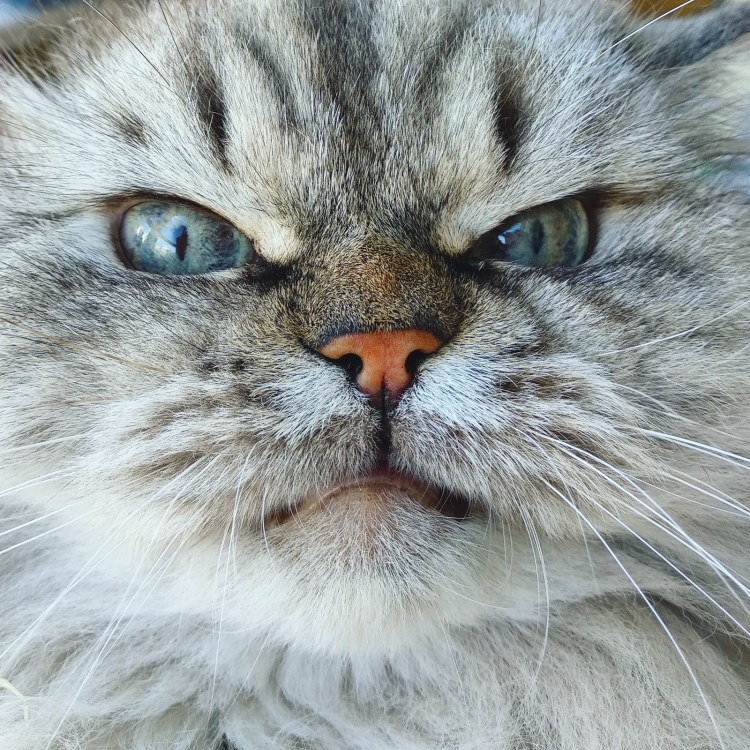 Селкирк-рекс кот Альберт