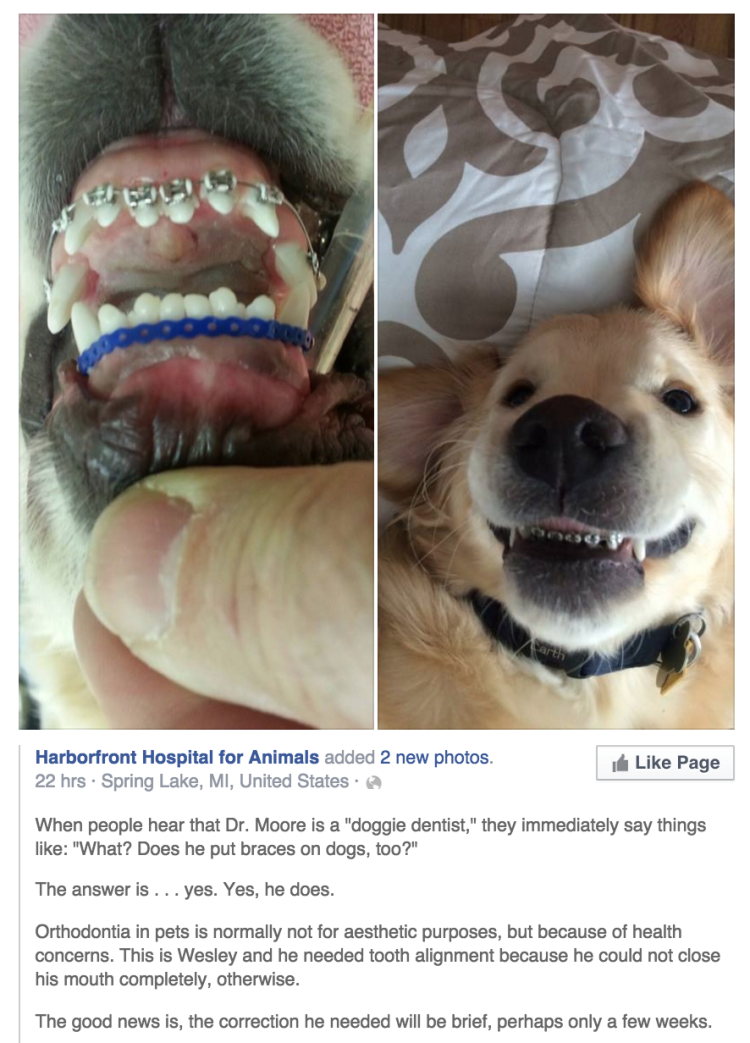 Чиуини собака