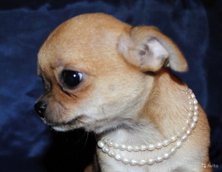 Чихуахуа Хуа злая