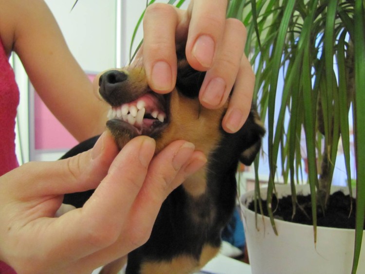 Неправильный прикус у той терьера