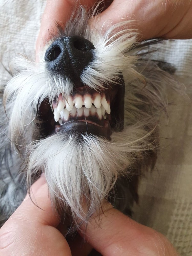 Ножницеобразный прикус у собак