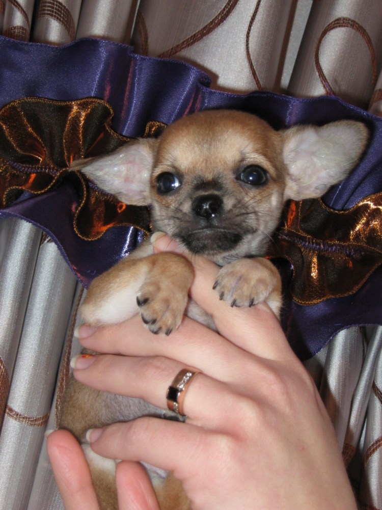 Щенки чихуахуа с недокусом