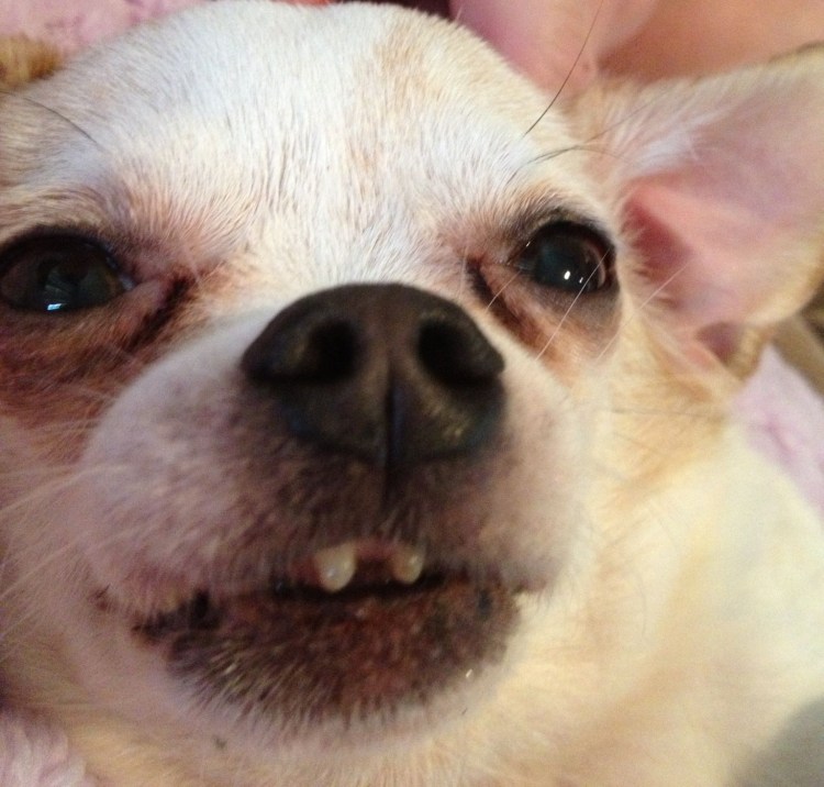 Чихуахуа тупомордые