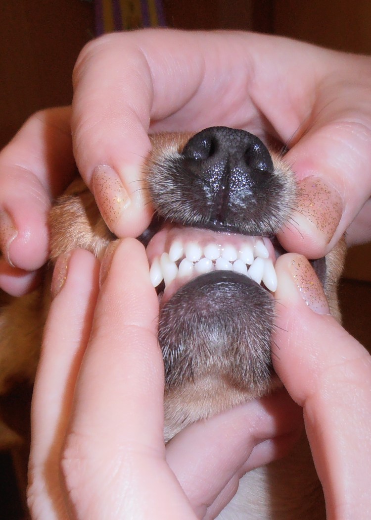 Прикус йоркширского терьера