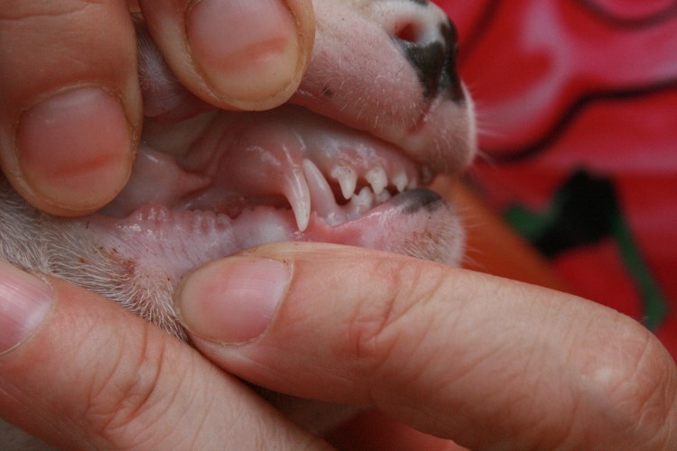 Чихуахуа выглядывает