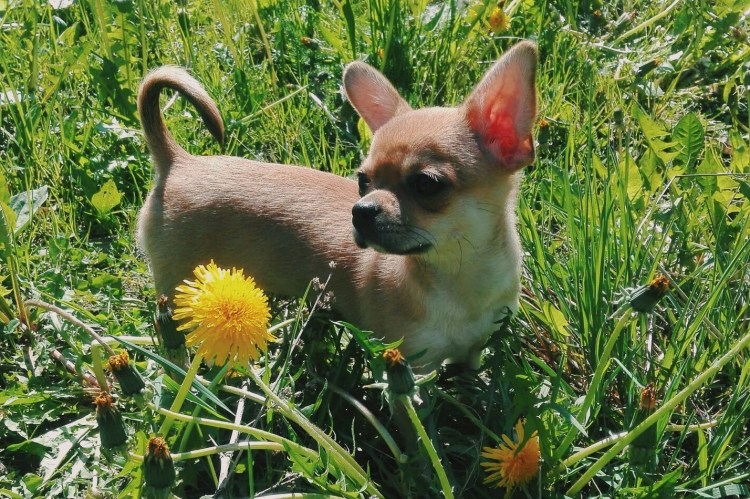 Шипперке прикус