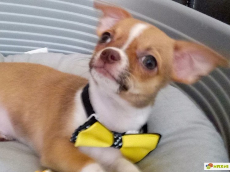 Неправильный прикус у чихуахуа